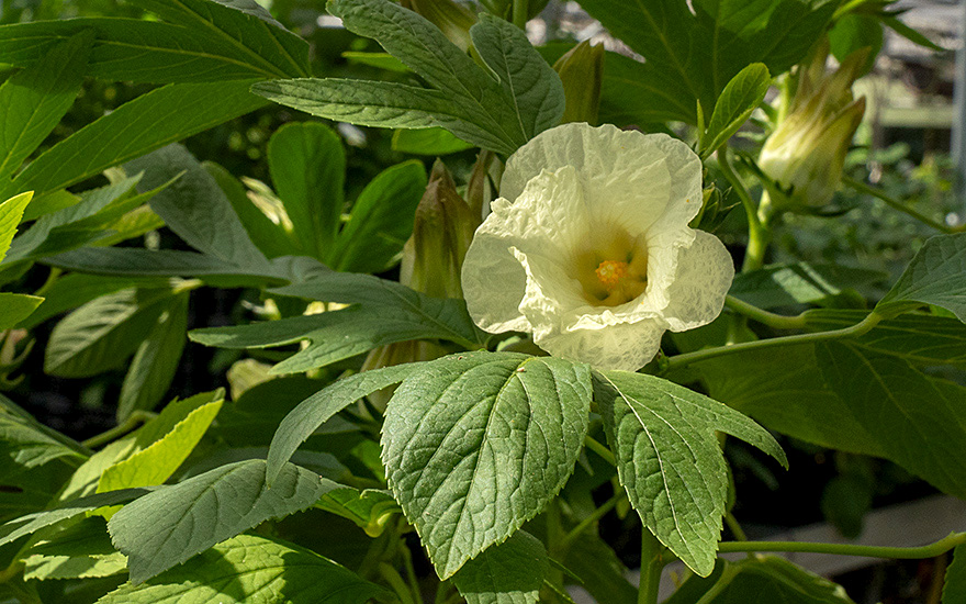 Weißer Bissap (Grüner Hibiskus) (Saatgut)