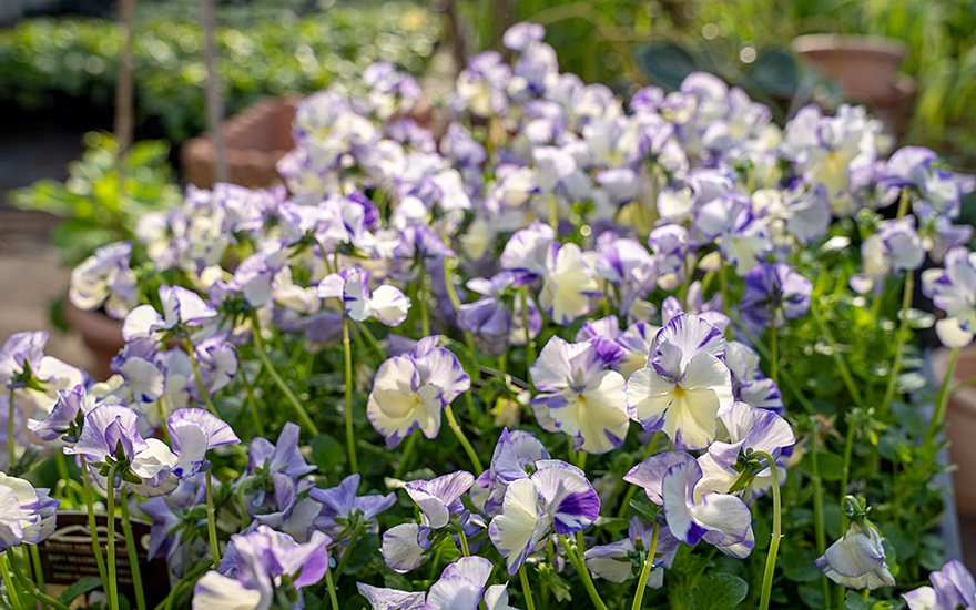 Duftveilchen 'Rebecca' (Pflanze)