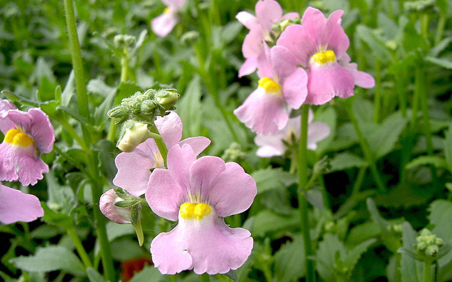 Duft-Nemesie 'Karoo Pink' (Pflanze)