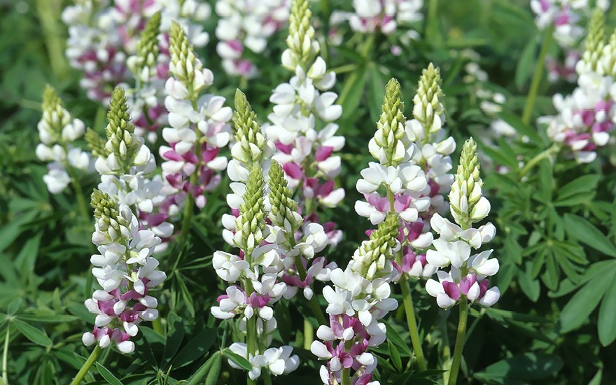 Duft-Lupine 'Pink Fairy' (Saatgut)