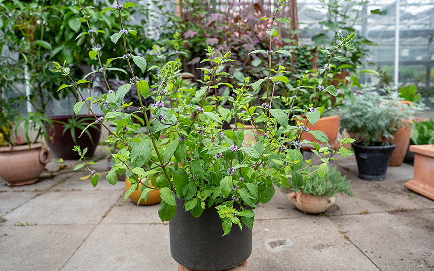 Kärntner Nudelminze (Pflanze)