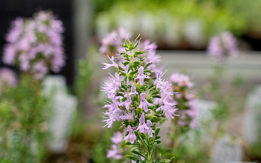 Marokkanischer Thymian (Pflanze)