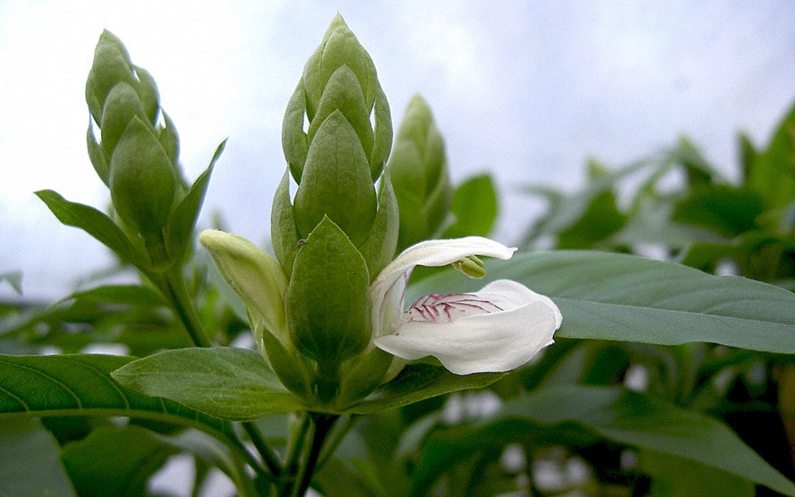 Vasaka (Indisches Lungenkraut) (Pflanze)
