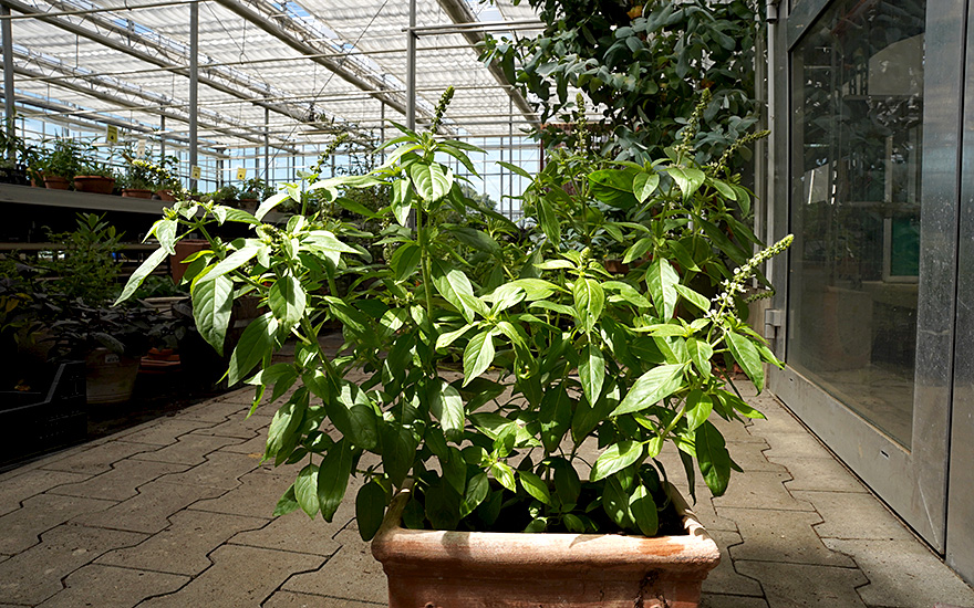 Basilikum 'Sambia' (Pflanze)
