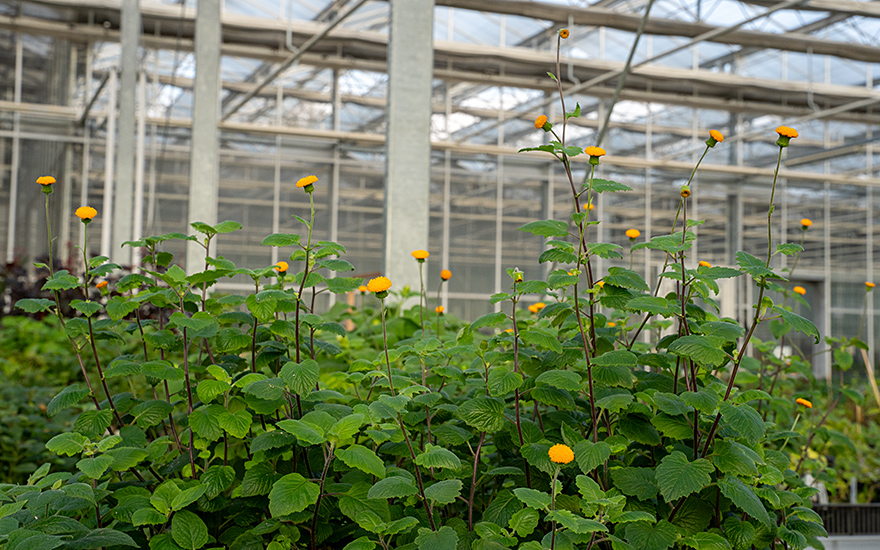 Embiribiri (Pflanze)