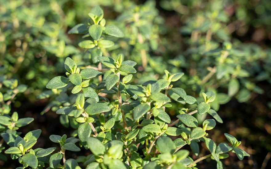 Thymian 'Summerdreams®' Spicy (Pflanze)