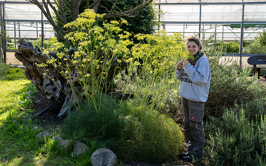 Echter Haarstrang (Saatgut)