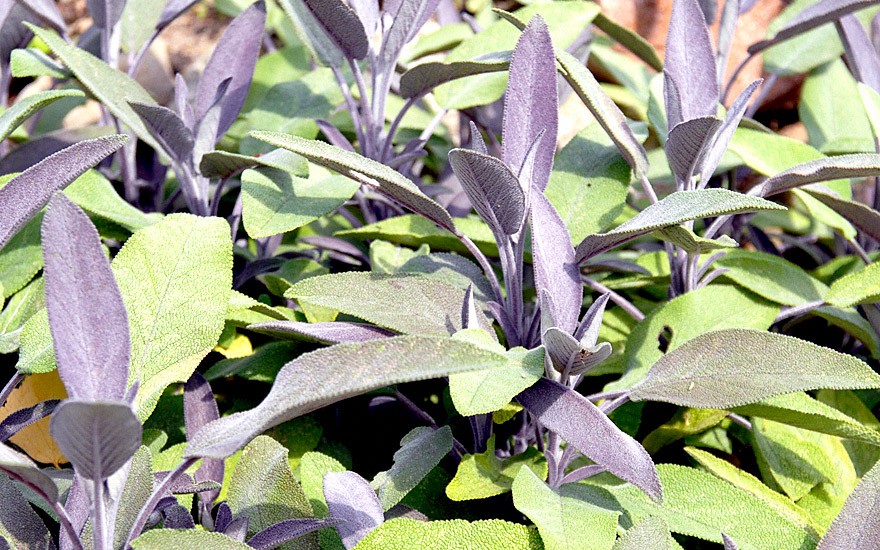 Purpursalbei (Pflanze)