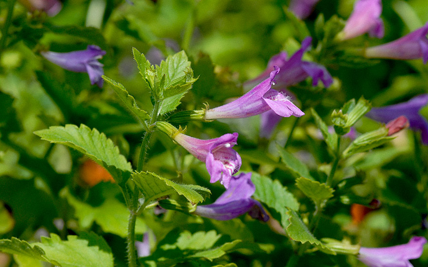 Gartenbergminze (Pflanze)