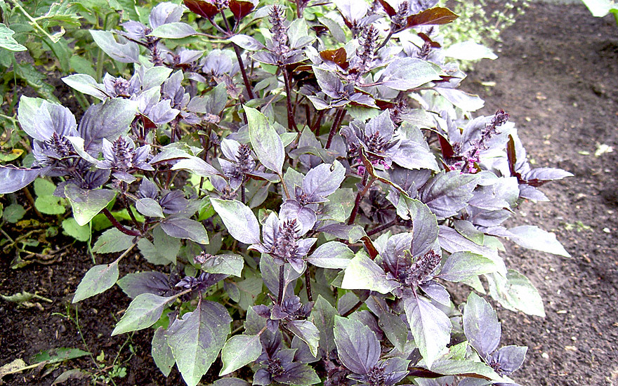 Basilikum 'Wildes Purpur' (Pflanze)