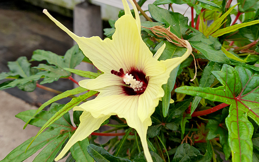 Salatbaum 'Chief Kubo's Prize' (Pflanze)