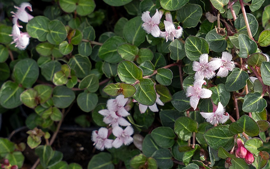 Rebhuhnbeere (Pflanze)