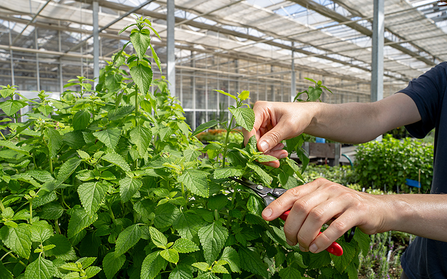 Äthiopisches Basilikum (Pflanze)