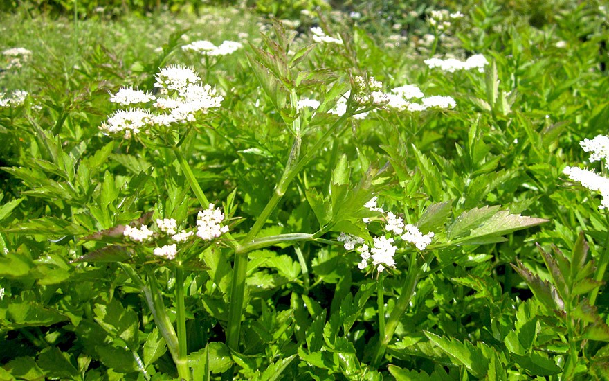 Wasserfenchel, vietnamesisch (Pflanze)