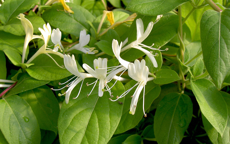 Japanisches Geißblatt (Pflanze)