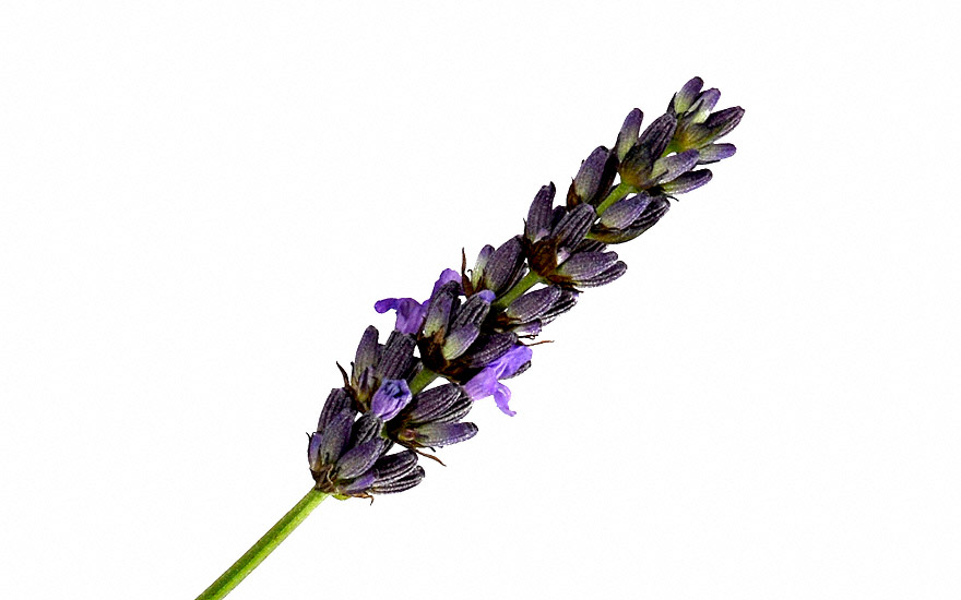 Lavendel 'Imperial Gem' (Pflanze)