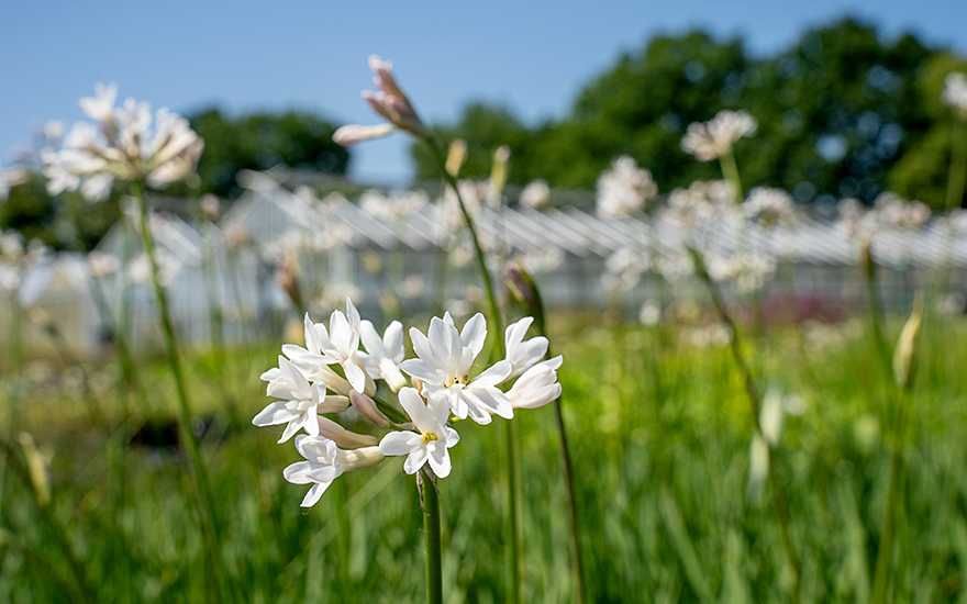 Zimmerknoblauch, weiß blühend (Pflanze)