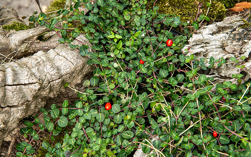 Rebhuhnbeere (Pflanze)