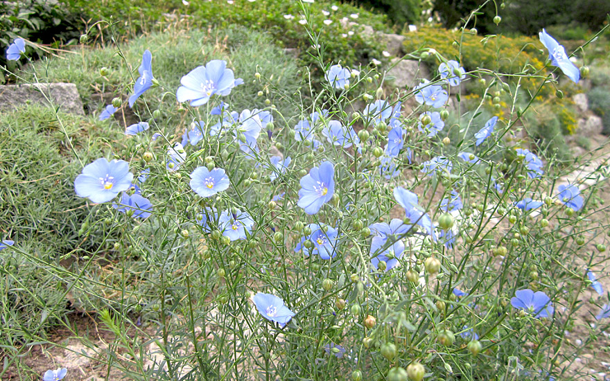 Stauden-Lein Blütenfarbe hellblau Blumixx Stauden Linum perenne 