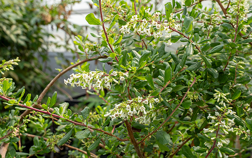 Chachacoma (Pflanze)