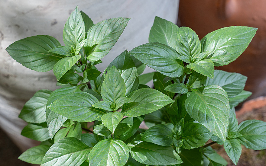 Thai-Strauchbasilikum 'Everleaf Thai Towers' (Pflanze)