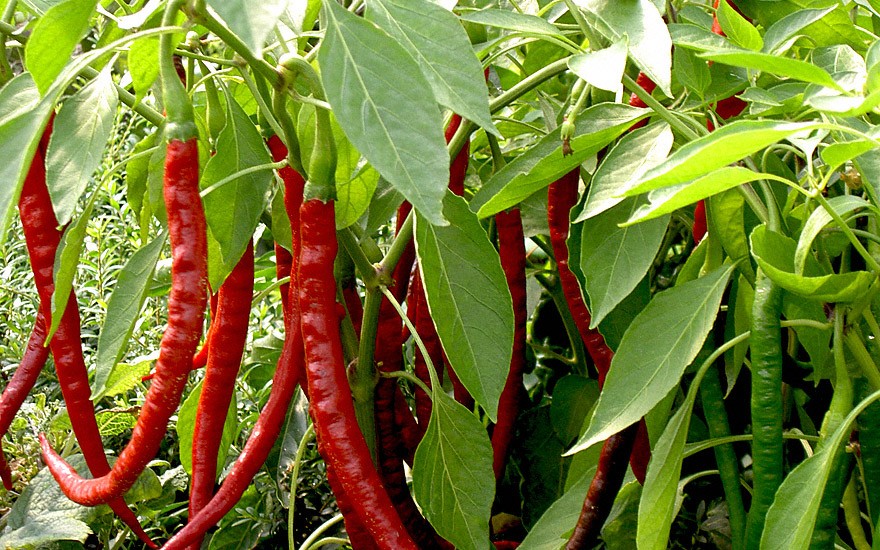 Chili 'Cayenne' (Saatgut)