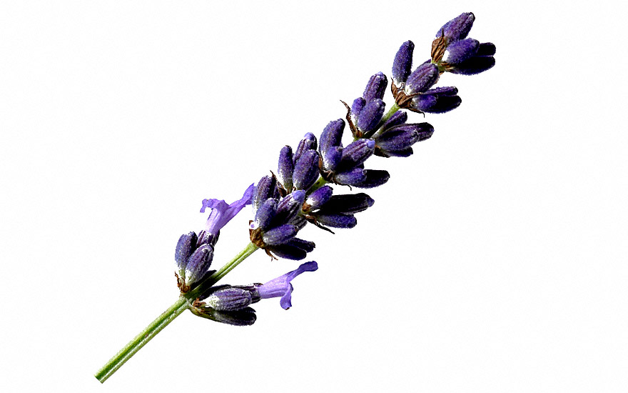 Provence-Lavendel 'Julien' (Pflanze)
