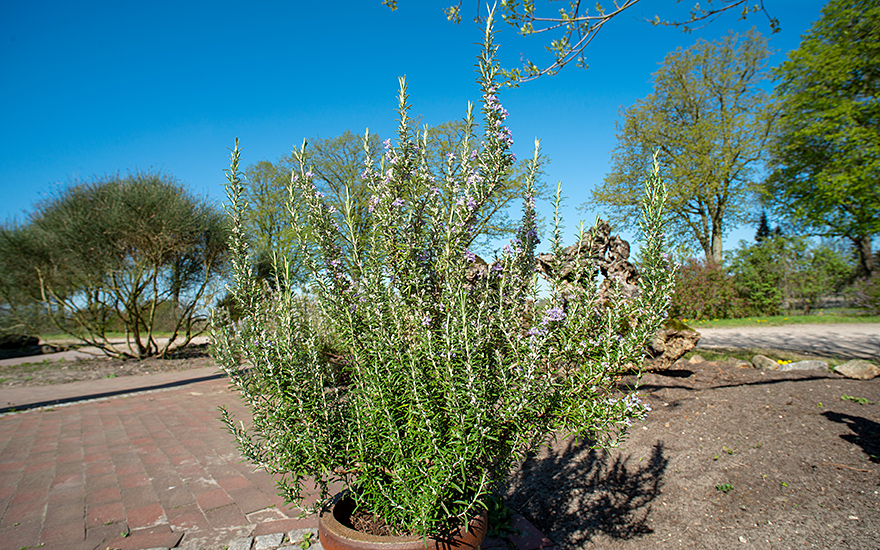 Rosmarin 'Gorizia' (Pflanze)