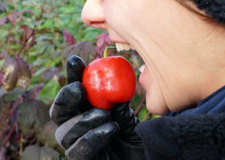 Brotaufstrich_Chili_Gewuerzpaprika_cap04_DSC02896