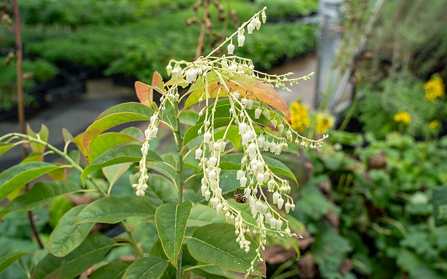Sauerbaum (Pflanze)