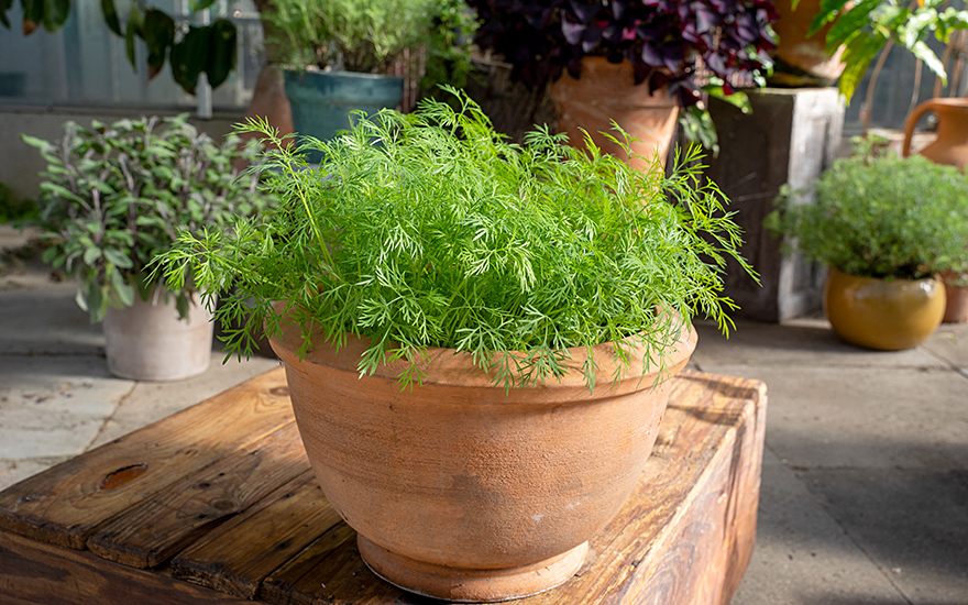 Dill 'Bouquet' (Saatgut)
