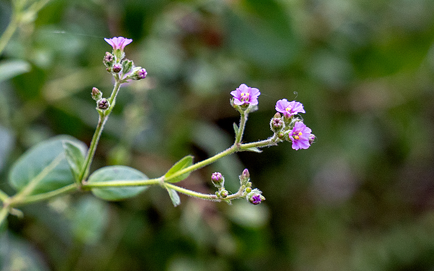Mauka (Pflanze)