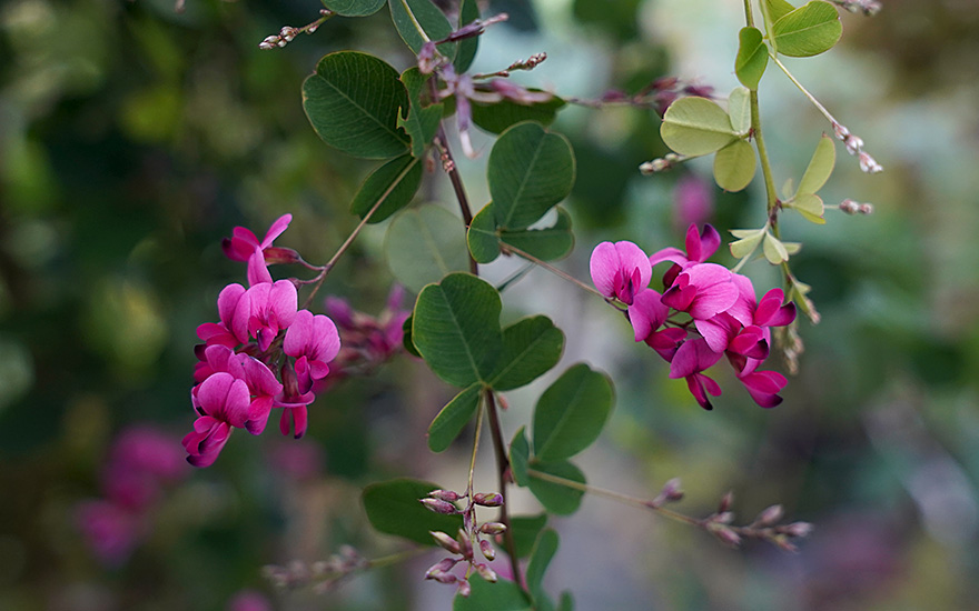Zweifarbiger Buschklee (Pflanze)