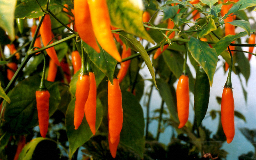 Chili 'Criolla Sella' (Saatgut)