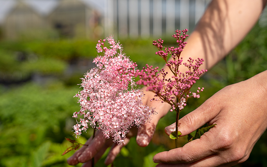 Prärie-Mädesüß (Pflanze)
