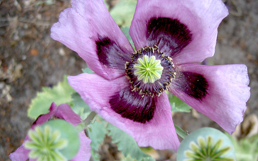 Blauer Schlafmohn (Saatgut)