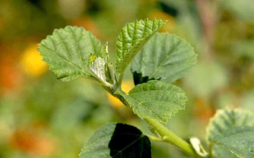 Sidakraut (Pflanze)