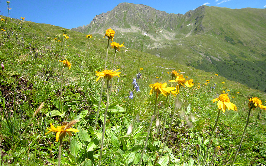 Berg-Arnika (Saatgut)