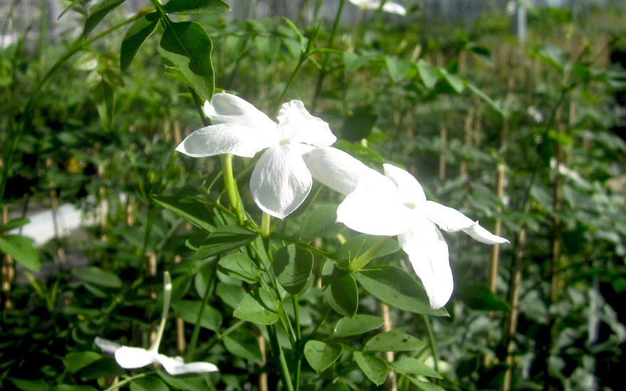 Chinesischer Teejasmin (Pflanze)