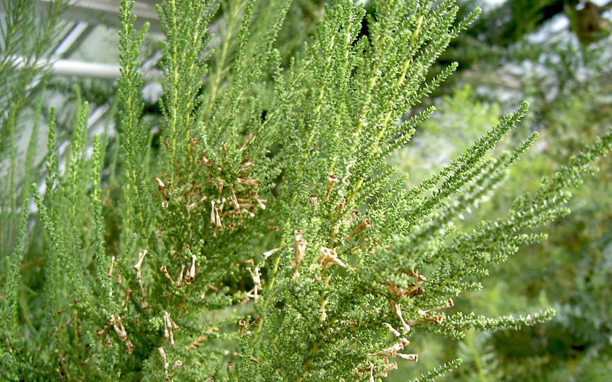 Pichi-Pichi 'Violacea' (Pflanze)