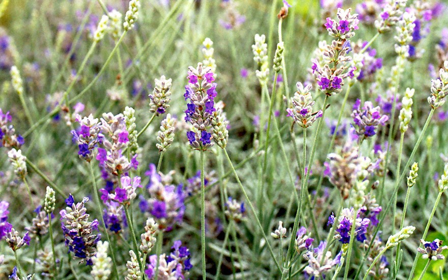 Lavendel 'Richard Grey' (Pflanze)