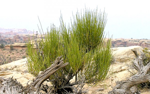 Ephedra (Pflanzen & Saatgut) Rühlemann's Kräuter und Duftpflanzen