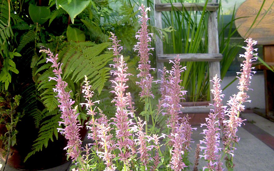 Agastache 'Pink Pop' (Saatgut)