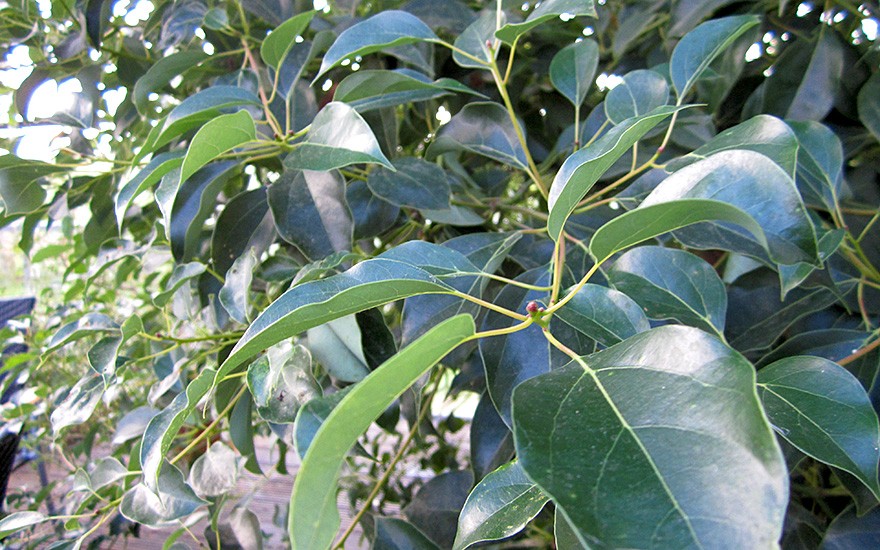 Kampferbaum (Pflanze)