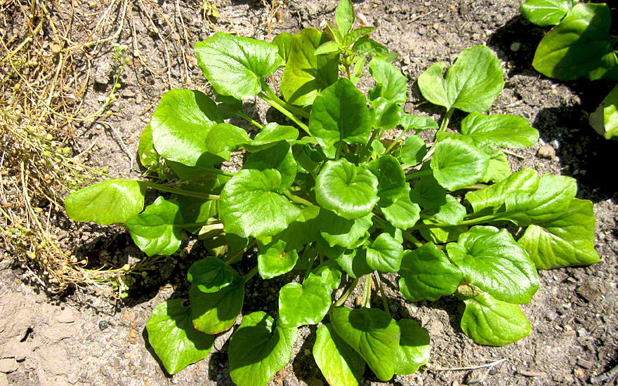 Löffelkraut (Saatgut)