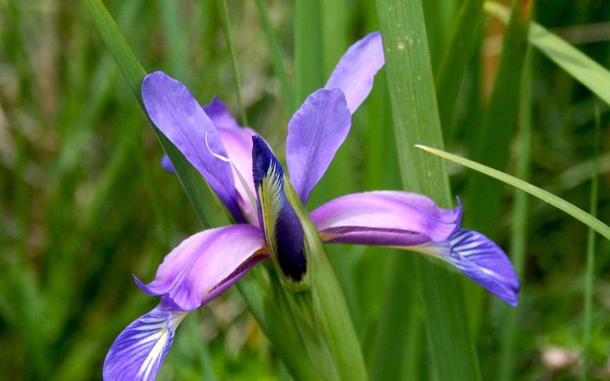 Pflaumen-Iris (Pflanze)