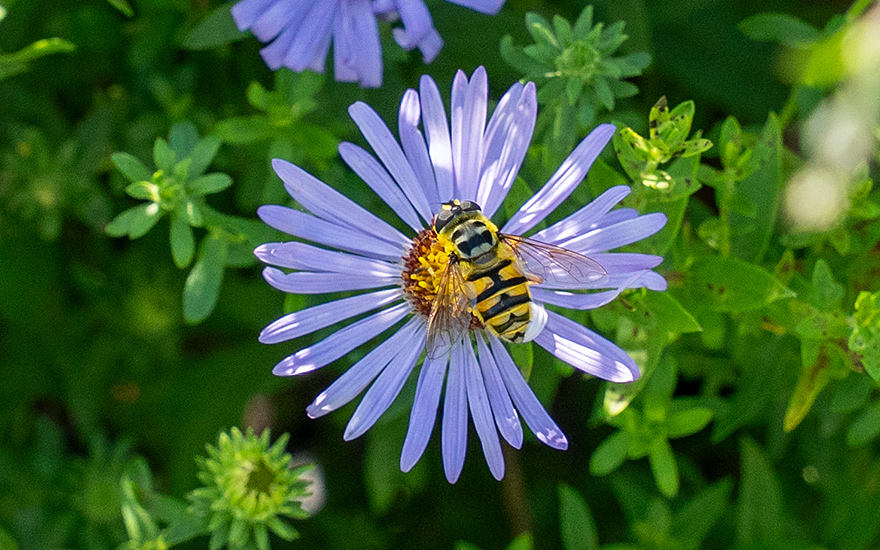 Aromatische Aster (Pflanze)