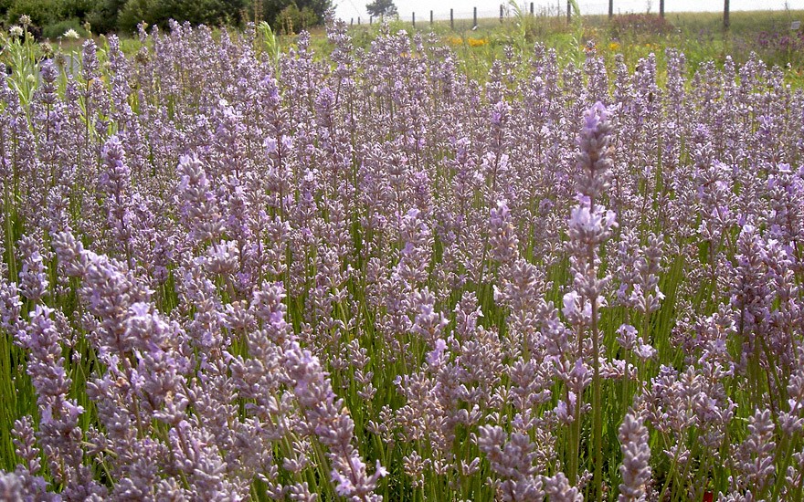 Lavendel 'Miss Katherine' (Pflanze)