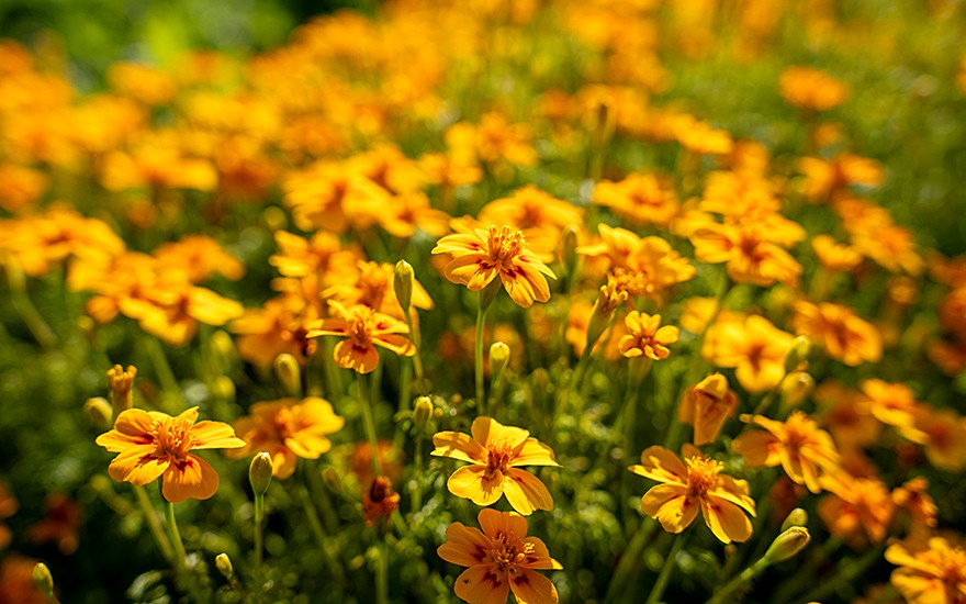 Gewürztagetes &#039;Orange Gem&#039; (Saatgut)