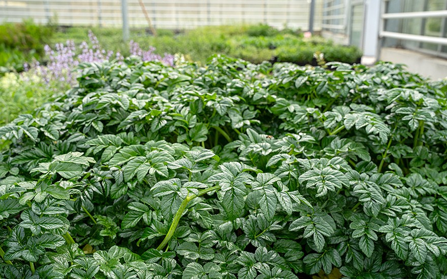 Spanische Engelwurz (Saatgut)